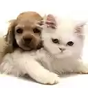 Dog and Cat New Tab Start Page Theme  screen for extension Chrome web store in OffiDocs Chromium