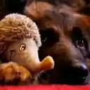 Dog and hedgehog  screen for extension Chrome web store in OffiDocs Chromium