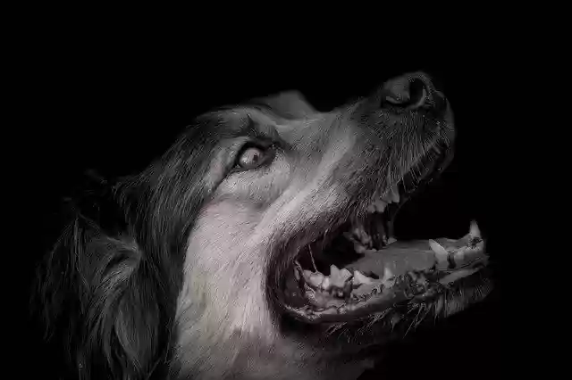 Free download Dog Animal Portrait -  free photo or picture to be edited with GIMP online image editor