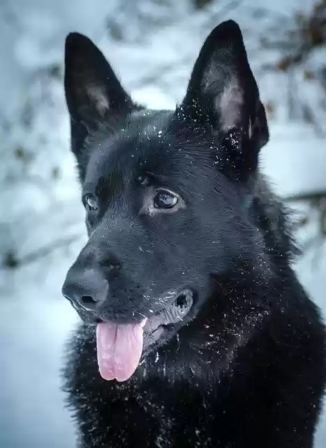 Free download Dog Animal Snow free photo template to be edited with GIMP online image editor