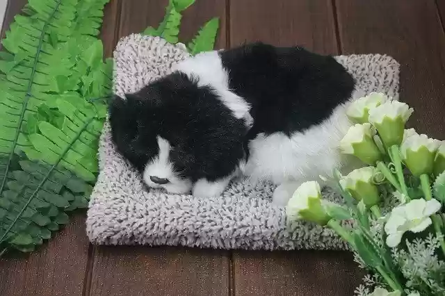 Free download Dog A With Integrity Sleeping -  free free photo or picture to be edited with GIMP online image editor