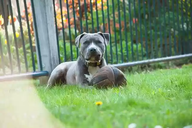 Free download Dog Ball Play -  free photo or picture to be edited with GIMP online image editor