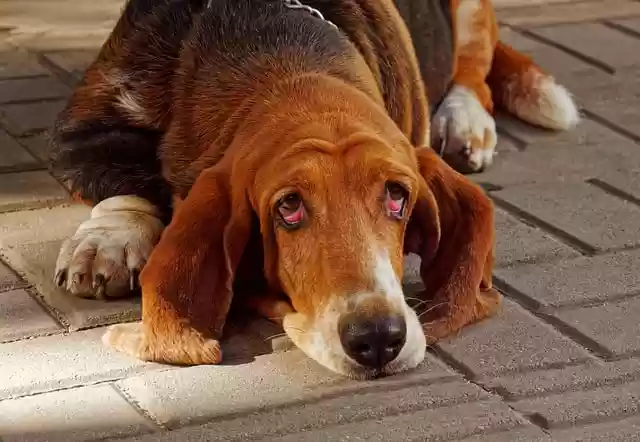 Free download dog basset hound bloodhound waiting free picture to be edited with GIMP free online image editor