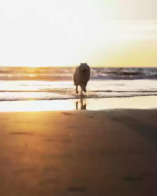 Free download dog beach sunset run pet animal free picture to be edited with GIMP free online image editor