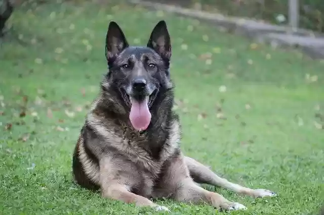 Free download Dog Belgian Shepherd Animal -  free photo or picture to be edited with GIMP online image editor