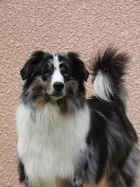 Free download Dog Berger Animals -  free free photo or picture to be edited with GIMP online image editor