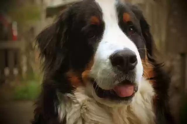 Free download dog bernese mountain dog puppy pet free picture to be edited with GIMP free online image editor