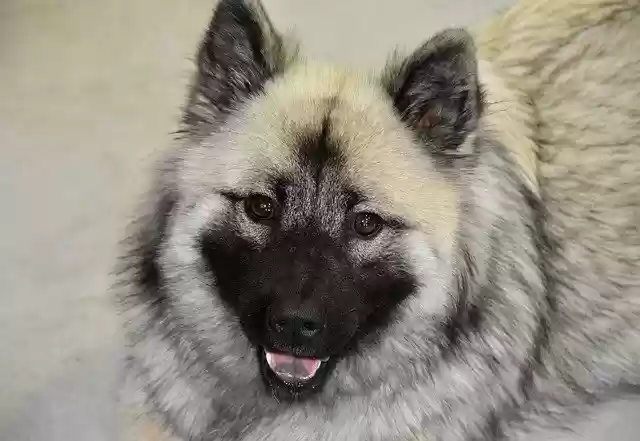 Free download Dog Bitch Portrait -  free photo or picture to be edited with GIMP online image editor