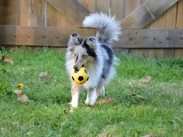 Free download Dog Bitch Shetland Sheepdog free photo template to be edited with GIMP online image editor