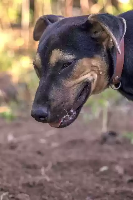 Free download Dog Black Brown -  free photo or picture to be edited with GIMP online image editor