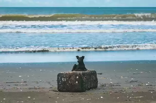 Free download dog black dog beach ocean free picture to be edited with GIMP free online image editor