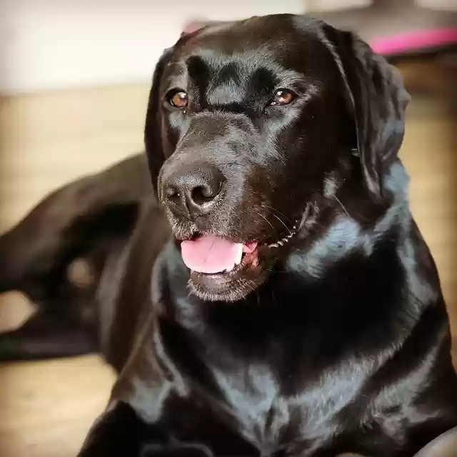 Kostenloser Download Dog Black Portrait - kostenloses Foto oder Bild zur Bearbeitung mit GIMP Online-Bildbearbeitung