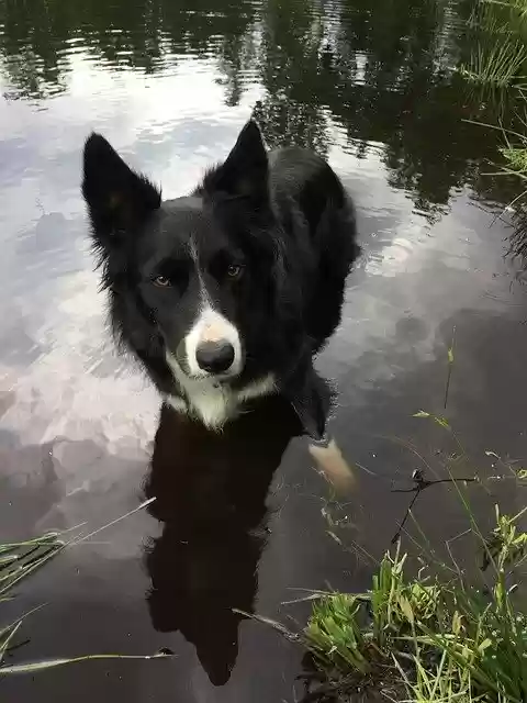 Free download Dog Border Collie Pet -  free photo or picture to be edited with GIMP online image editor