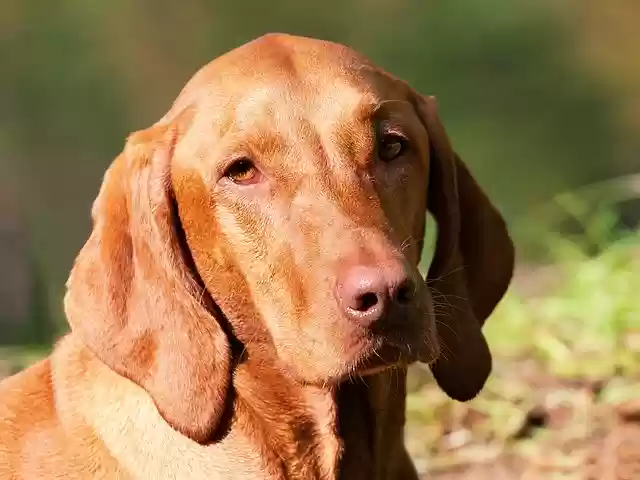 Бесплатно скачать собаку коричневую мадьярскую выжлу бесплатное изображение для редактирования с помощью бесплатного онлайн-редактора изображений GIMP