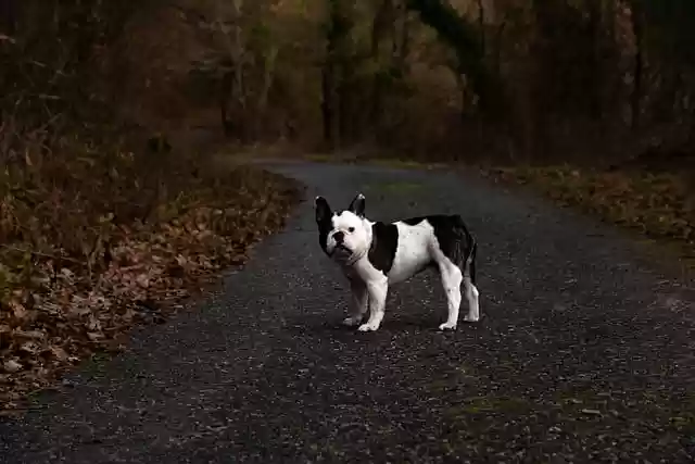 Free download dog bulldog french canine road free picture to be edited with GIMP free online image editor