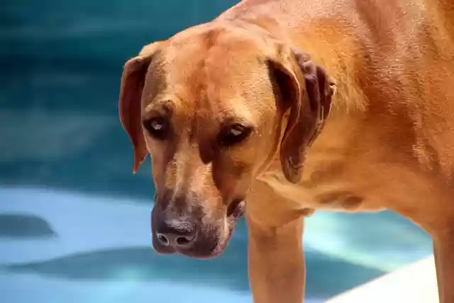 Free download dog by the pool rhodesian ridgeback free picture to be edited with GIMP free online image editor