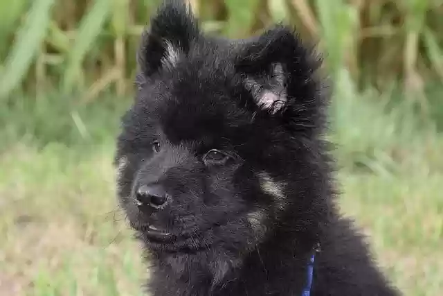 Free download dog canine eurasier dog free picture to be edited with GIMP free online image editor