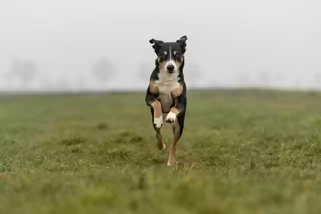 Free download dog canine field grass active free picture to be edited with GIMP free online image editor