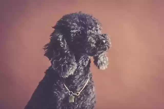 Free download dog canine poodle pet animal cute free picture to be edited with GIMP free online image editor