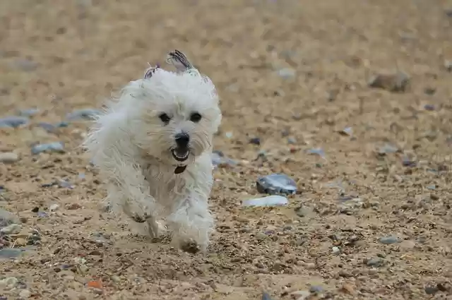 Free download Dog Canine Running free photo template to be edited with GIMP online image editor