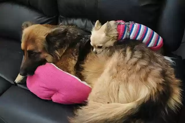 Free download Dog Chihuahua German Shepherd -  free free photo or picture to be edited with GIMP online image editor