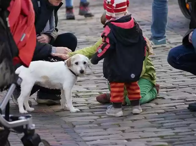 Free download Dog Children Stroke -  free free photo or picture to be edited with GIMP online image editor