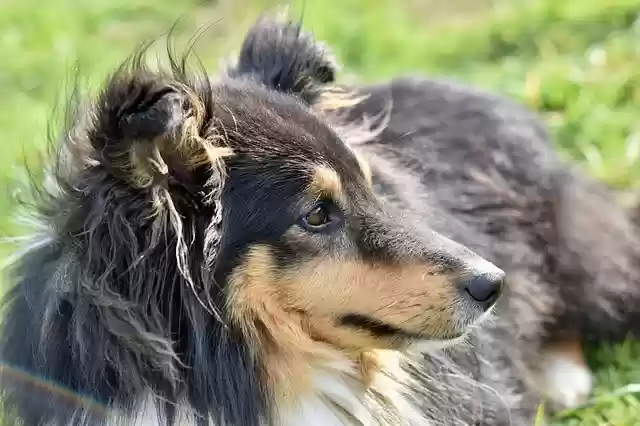 Bezpłatne pobieranie psa owczarka szetlandzkiego darmowe zdjęcie do edycji za pomocą bezpłatnego internetowego edytora obrazów GIMP