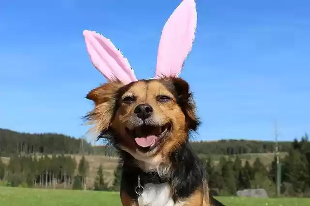 Free download Dog Easter -  free photo or picture to be edited with GIMP online image editor