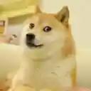 Doge Meet  screen for extension Chrome web store in OffiDocs Chromium