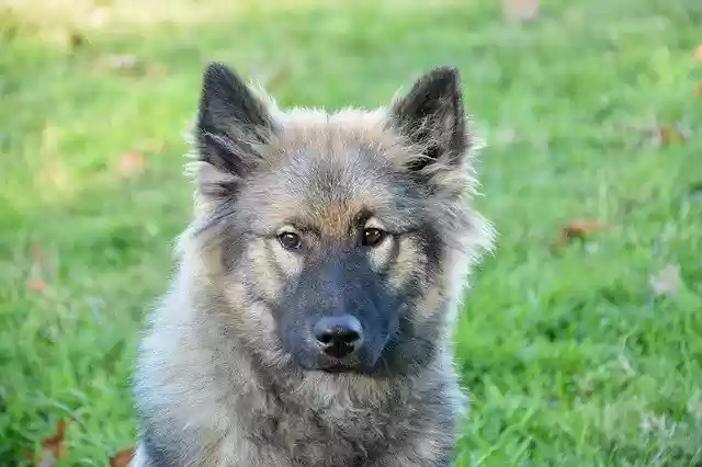 Kostenloser Download Dog Eurasier Bitch Orlaya Blue kostenlose Fotovorlage zur Bearbeitung mit GIMP Online-Bildbearbeitung