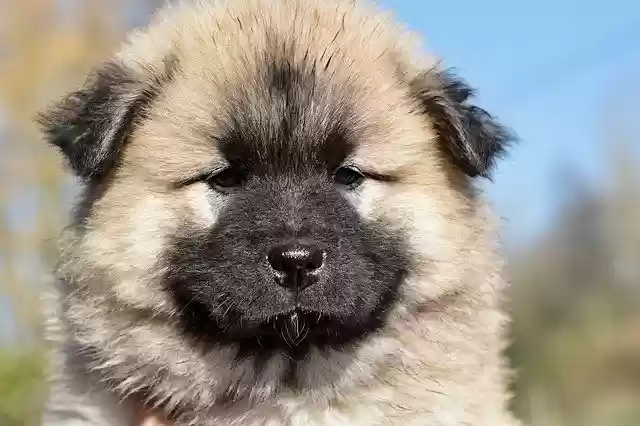 Unduh gratis Dog Eurasier Bitch Patchouli - foto atau gambar gratis untuk diedit dengan editor gambar online GIMP