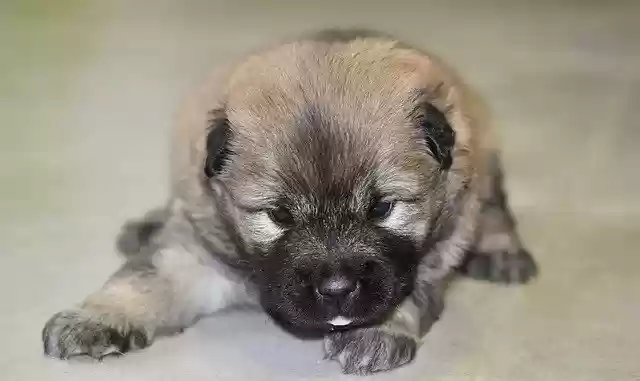 Free download Dog Eurasier Puppy Lying free photo template to be edited with GIMP online image editor