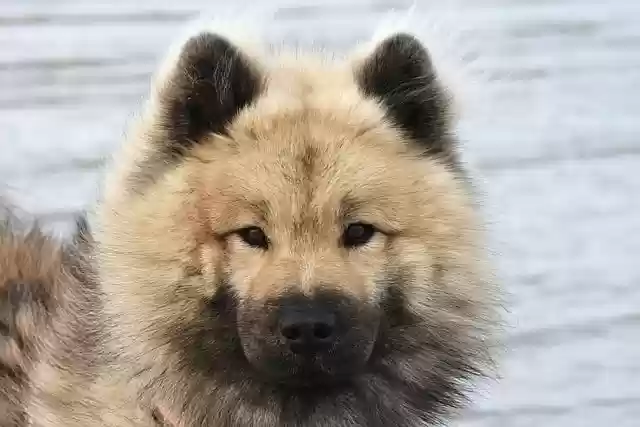 Free download dog eurasier sea beach canine pet free picture to be edited with GIMP free online image editor