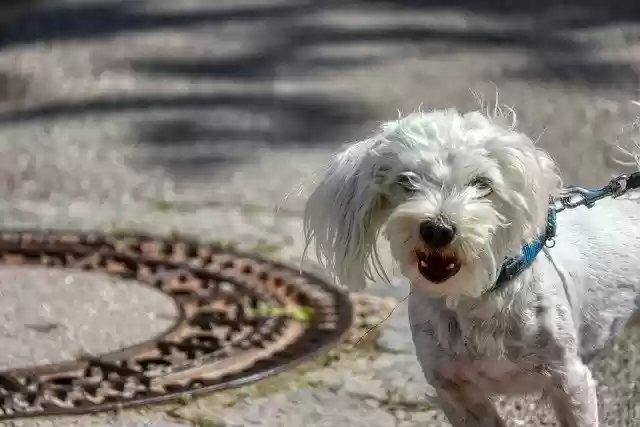 Free download dog excited bark excitement walkie free picture to be edited with GIMP free online image editor