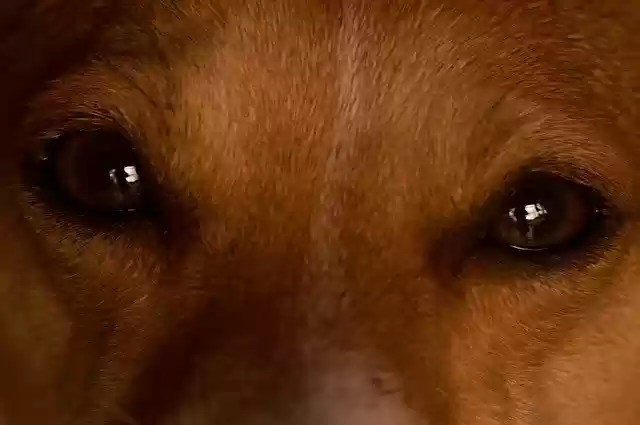 Free download Dog Eyes Animal -  free photo or picture to be edited with GIMP online image editor