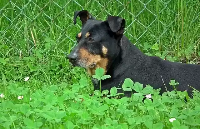 Free download Dog Flamed Grass -  free photo or picture to be edited with GIMP online image editor