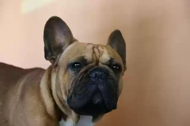 تنزيل Dog French Animal مجانًا - صورة أو صورة مجانية لتحريرها باستخدام محرر الصور عبر الإنترنت GIMP