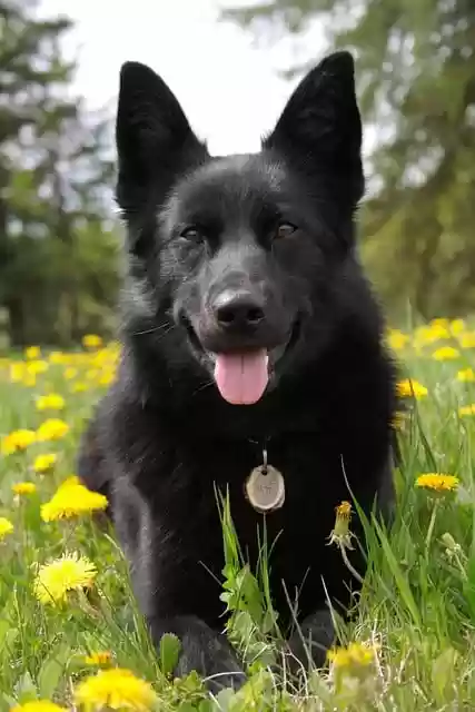 Free download dog german shepherd black dog free picture to be edited with GIMP free online image editor