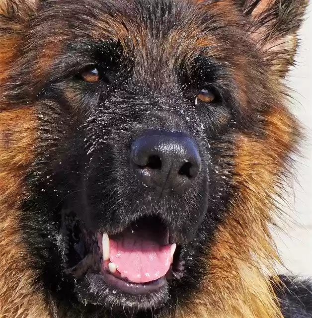 دانلود رایگان قالب عکس رایگان Dog German Shepherd قدیمی برای ویرایش با ویرایشگر تصویر آنلاین GIMP