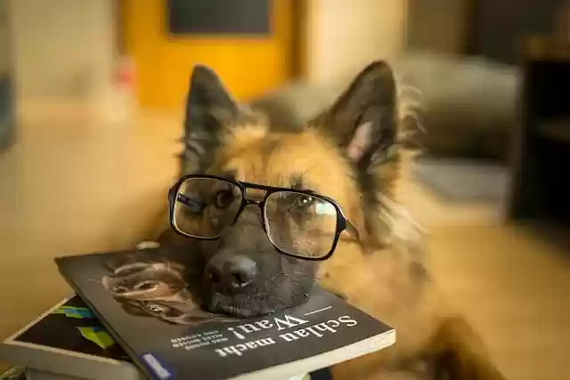 Free download dog glasses book animal pet free picture to be edited with GIMP free online image editor
