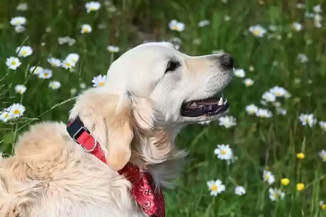 Free download dog golden retriever animal free picture to be edited with GIMP free online image editor