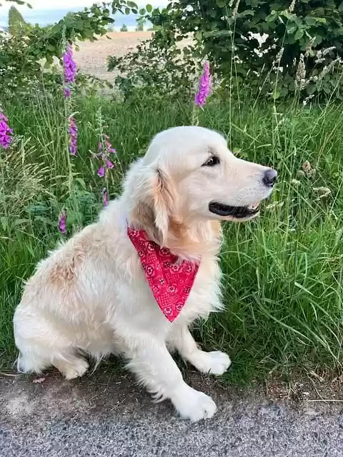 Free download dog golden retriever animal canine free picture to be edited with GIMP free online image editor