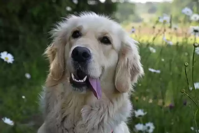 Free download dog golden retriever meadow pet free picture to be edited with GIMP free online image editor