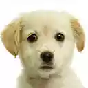 Doggo Theme  screen for extension Chrome web store in OffiDocs Chromium