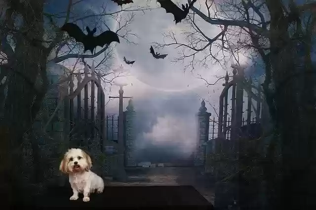 Free download Dog Halloween Scene -  free photo or picture to be edited with GIMP online image editor