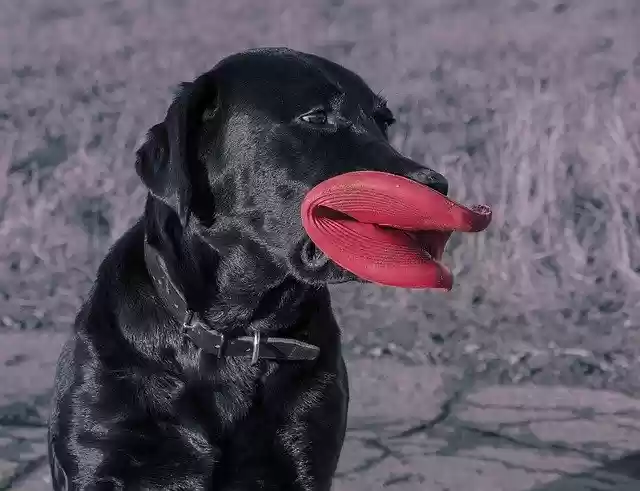 Free download Dog Happy Pet free photo template to be edited with GIMP online image editor