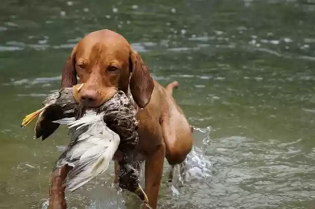 Free download dog hunting dog vizsla hunt free picture to be edited with GIMP free online image editor