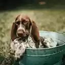 Dog in the Bucket  screen for extension Chrome web store in OffiDocs Chromium