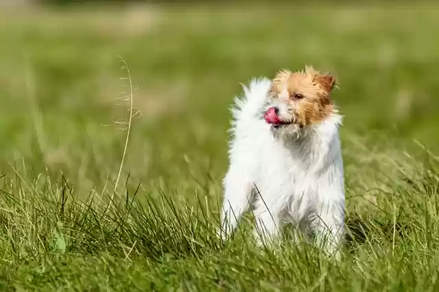Free download dog jack russell terrier running free picture to be edited with GIMP free online image editor
