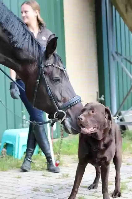 Free download Dog Labrador Horse -  free photo or picture to be edited with GIMP online image editor